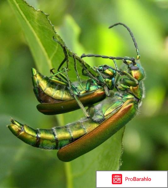 Шпанская мушка капли инструкция отрицательные отзывы