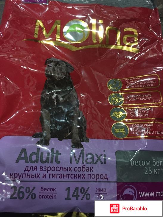 Молина - Adult Maxi 