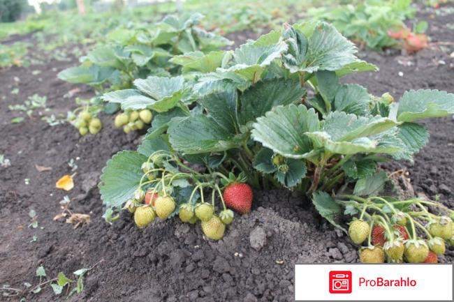 Клубника сенсация описание сорта фото отзывы 