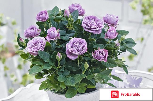 Магазин деленка отзывы отрицательные отзывы