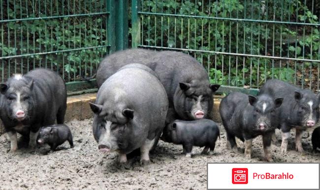 Вьетнамские вислобрюхие свиньи развод содержание отзывы отрицательные отзывы
