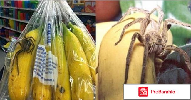 Банановый паук отрицательные отзывы