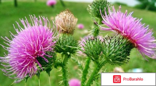 Расторопша отзывы врачей 