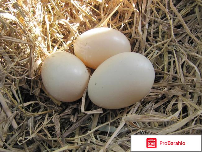 Яйца: как варить всмятку? отзывы владельцев