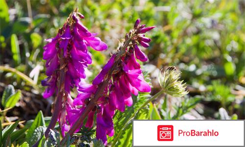 Красный корень корень 