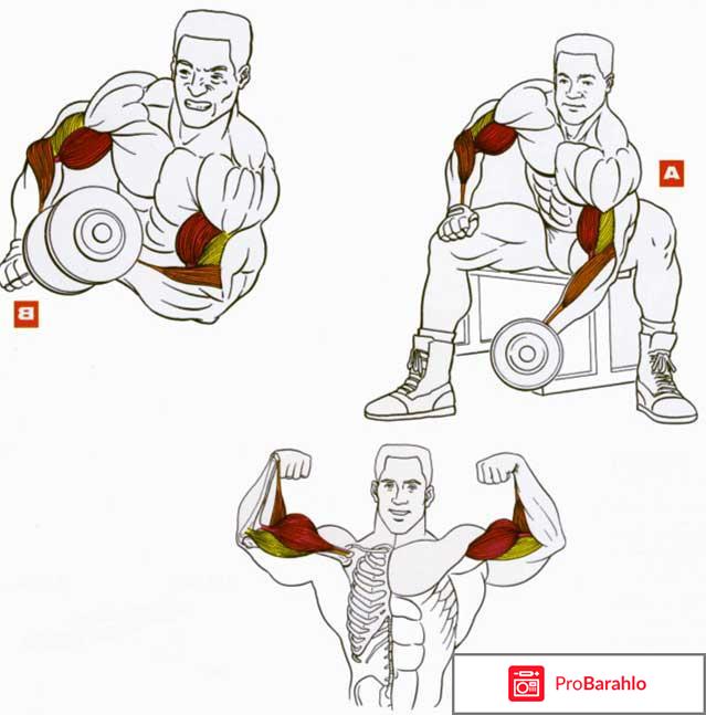 Как накачать предплечья: правильная техника упражнений реальные отзывы