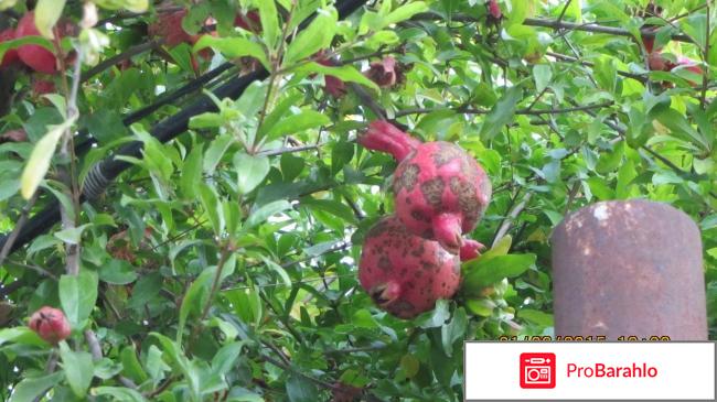 Цандрипш частный сектор отрицательные отзывы