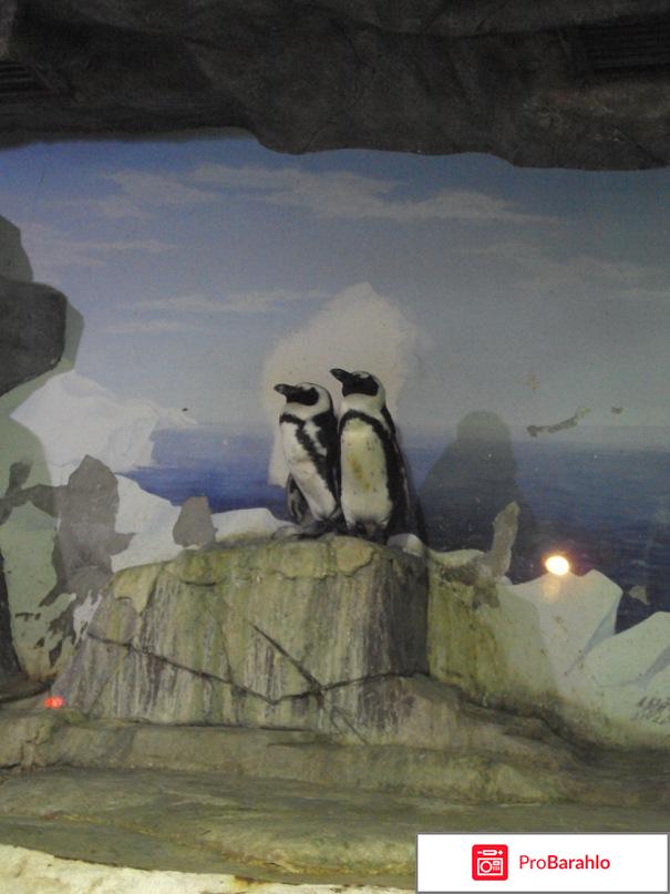 Отдых в лазаревском 2016 форум фото