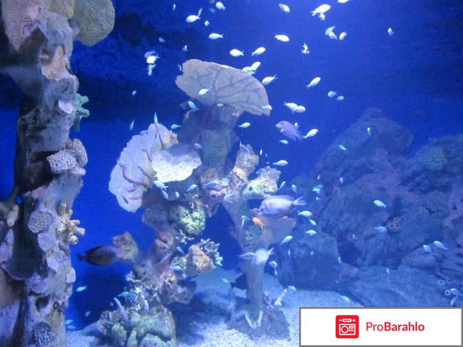 Большой аквариум Хургады - Hurghada Grand Aquarium 