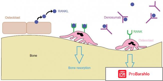 Деносумаб обман