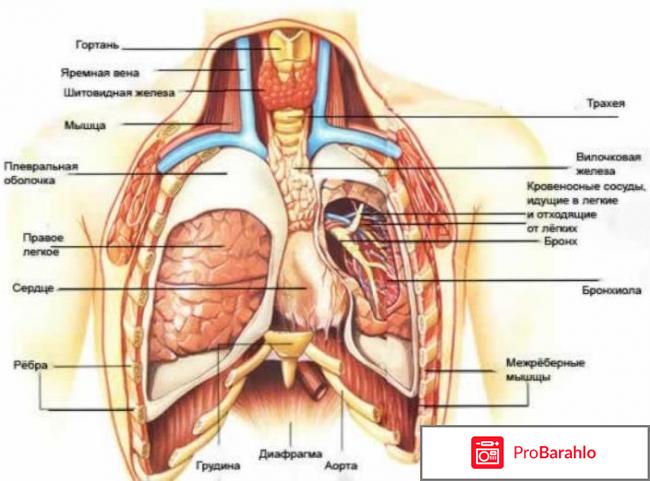 При вдохе болит грудная клетка обман