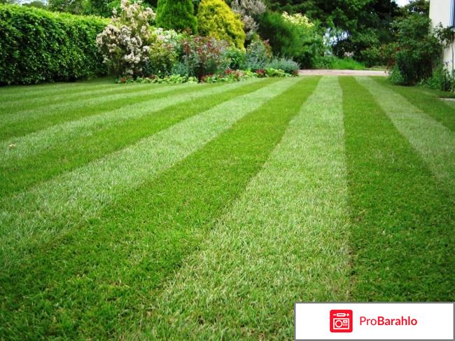 Газон и уход за ним 