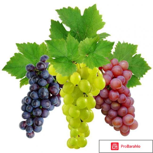 Виноград: полезные свойства и вред 