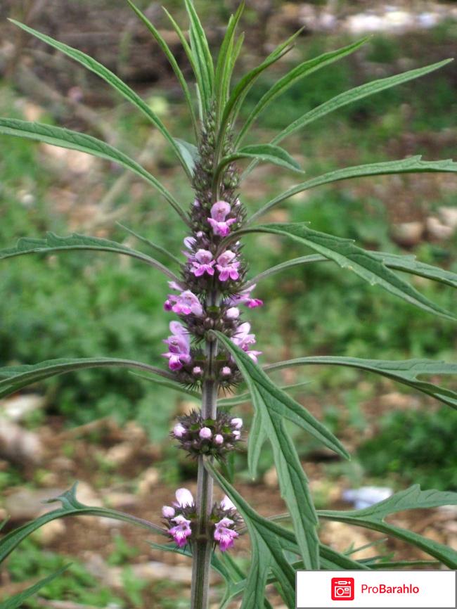 Успокоительное лекарство реальные отзывы