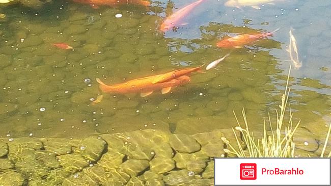 Фельдман ЭкоПарк фото