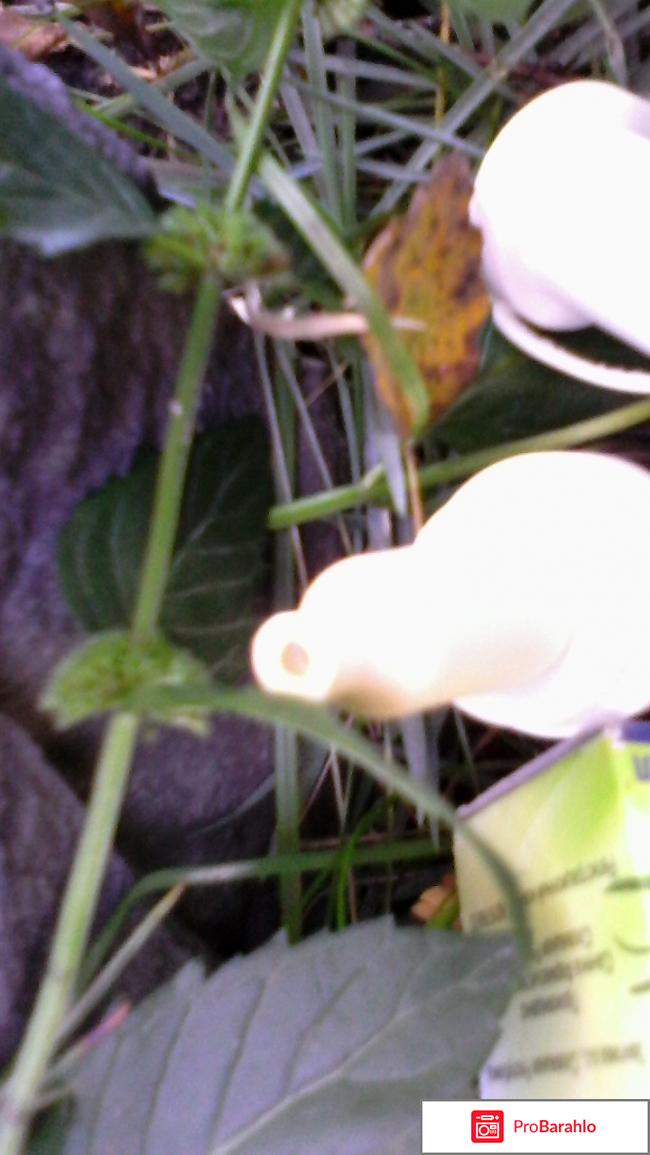 Капли назальные Пиносол фото