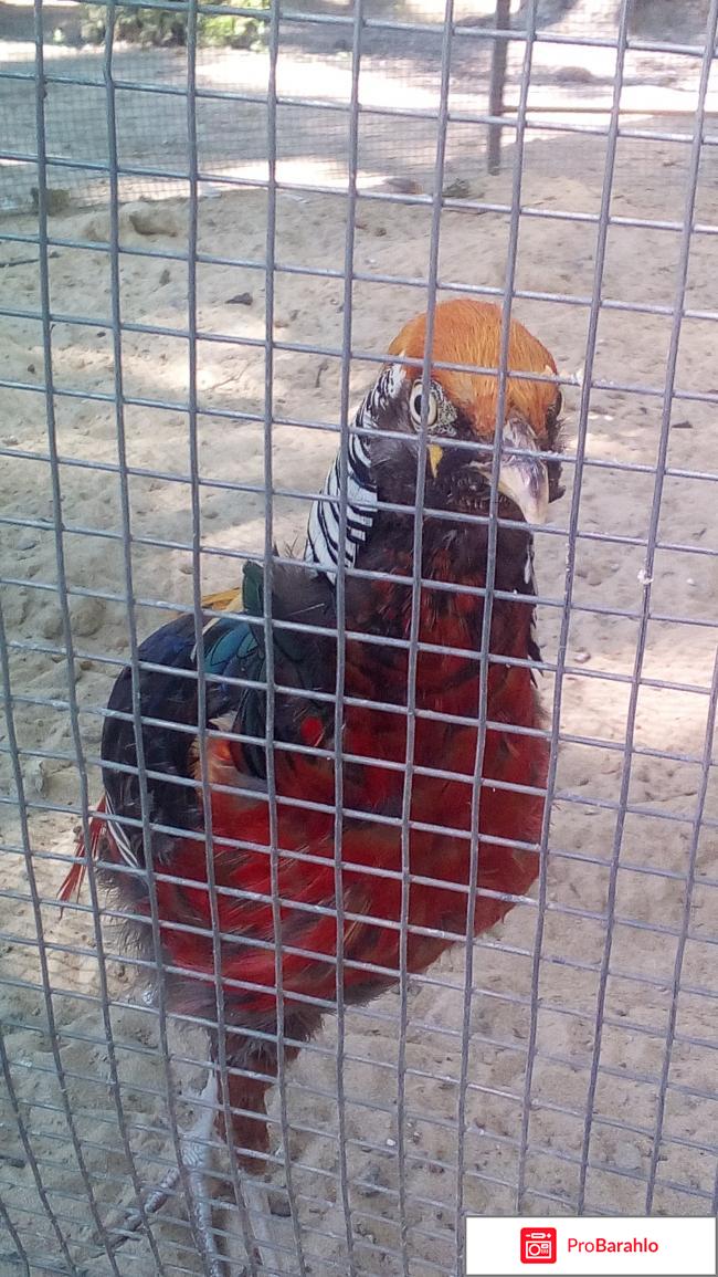 Фельдман ЭкоПарк фото