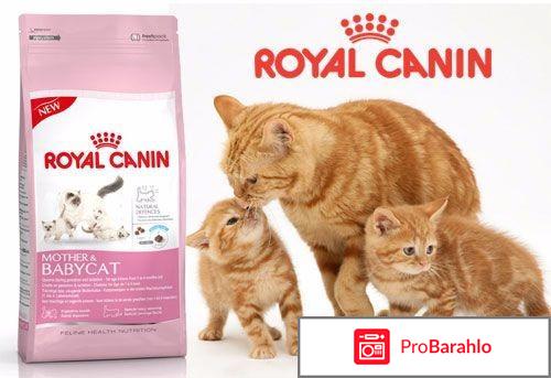 Royal canin babycat 