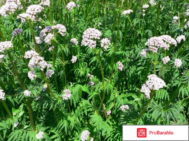 Хорошее успокоительное обман