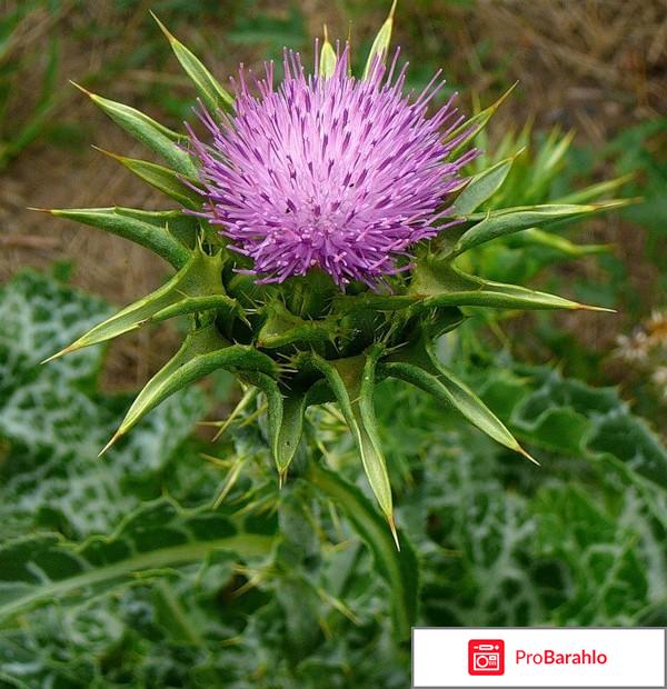 Расторопша лечебные свойства для печени обман