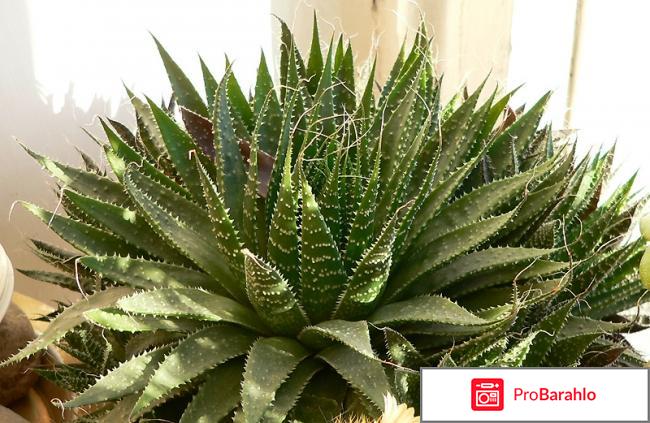 Ожоги лечение в домашних условиях 