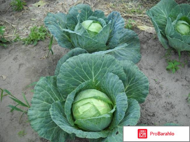 Выращивание капусты 