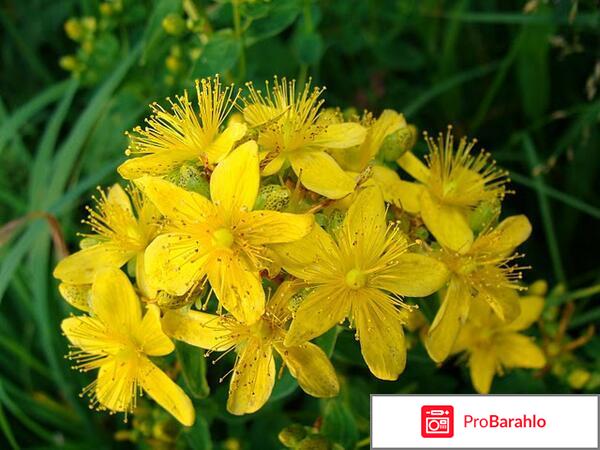 Витилиго отзывы вылечившихся отрицательные отзывы