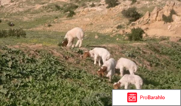 Энфида тунис реальные отзывы