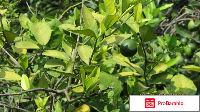 Цандрипш частный сектор реальные отзывы