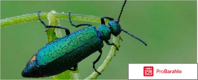 Шпанская мушка возбудитель для женщин отрицательные отзывы