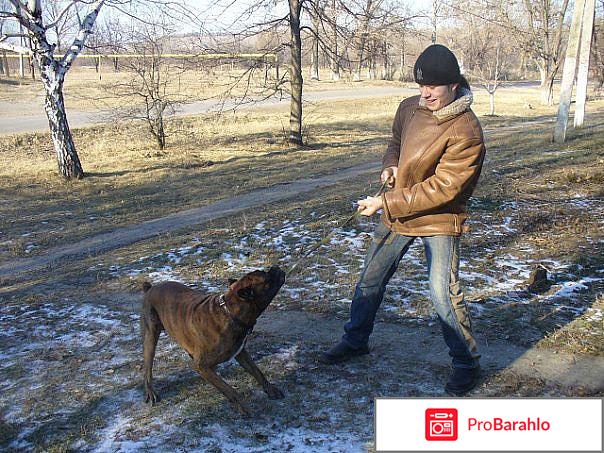 Немецкий боксёр. Про породу 