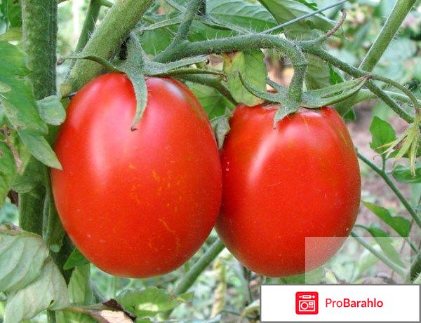 Томат де барао гигант отзывы фото отрицательные отзывы