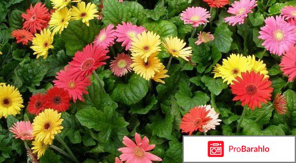 Цветы похожие на ромашку название обман