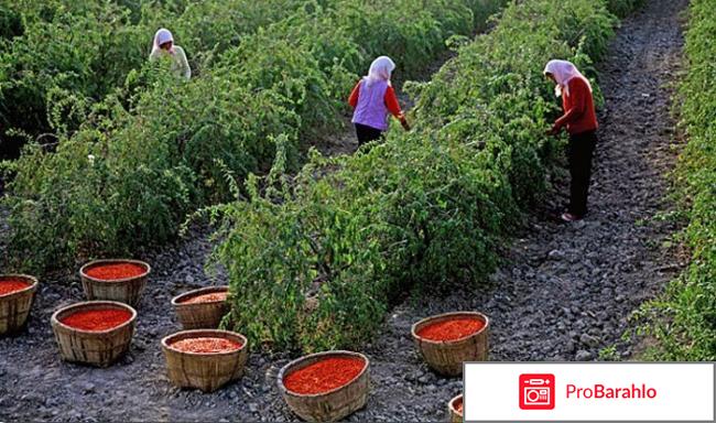 Годжи ягода посадка и уход обман