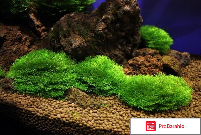 Кладофора реальные отзывы