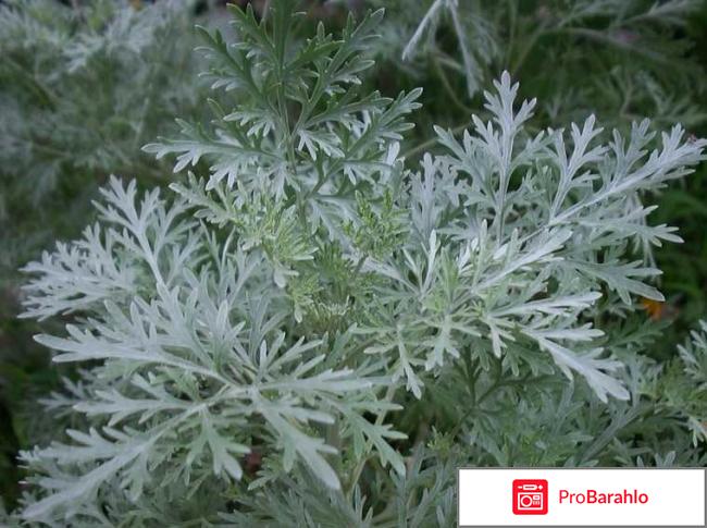 Лечебные свойства полыни отрицательные отзывы