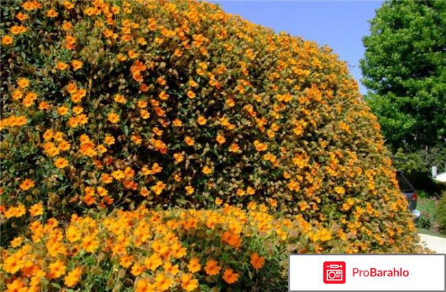 Rang Jued обман