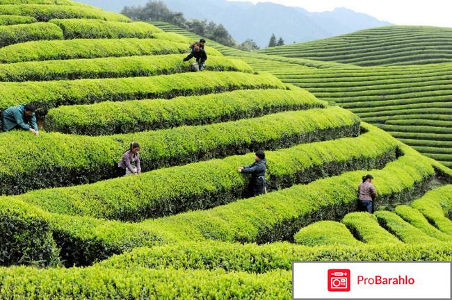 Чай из китая оптом 