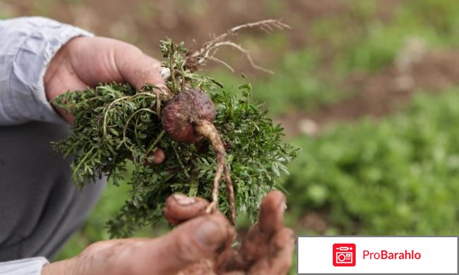 Перуанская мака развод или нет форум отрицательные отзывы