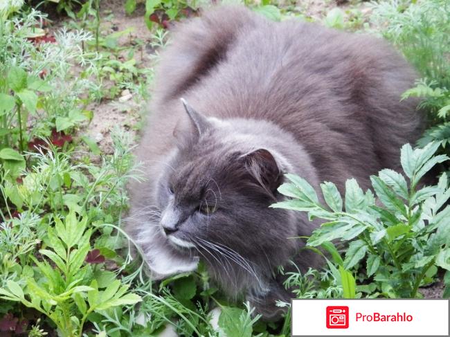 Кошка сибирская 