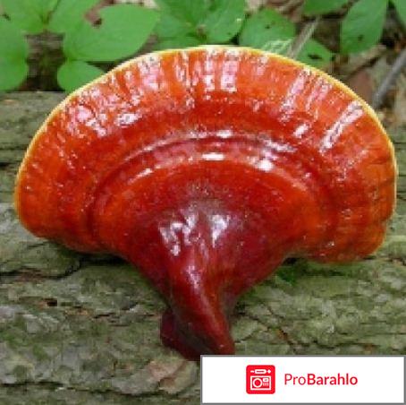 Трутовик капсулы таблетки в спб купить продажа отрицательные отзывы