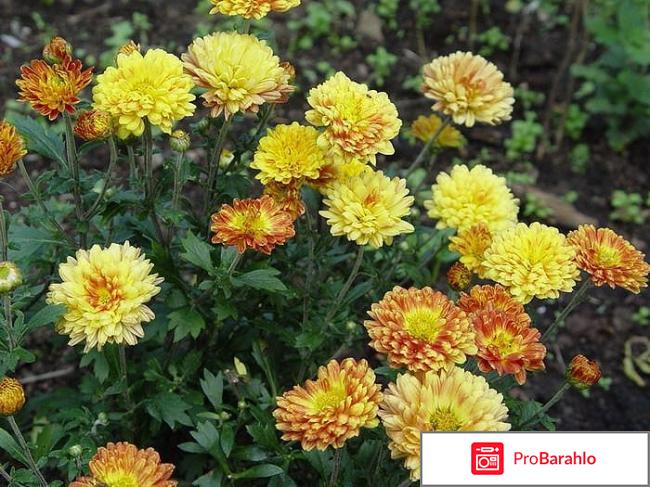 Хризантемы корейские 