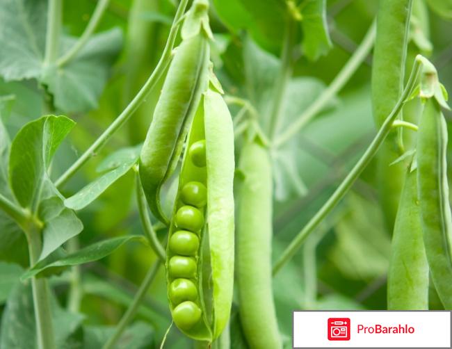 Семена гороха посевного отрицательные отзывы