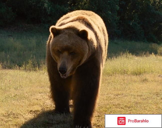 Мы купили зоопарк отзывы реальные отзывы