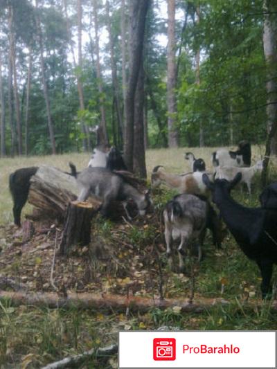 Метформин 1000 инструкция по применению цена обман