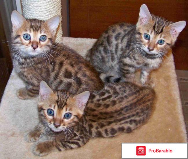 Бенгальские котята обман