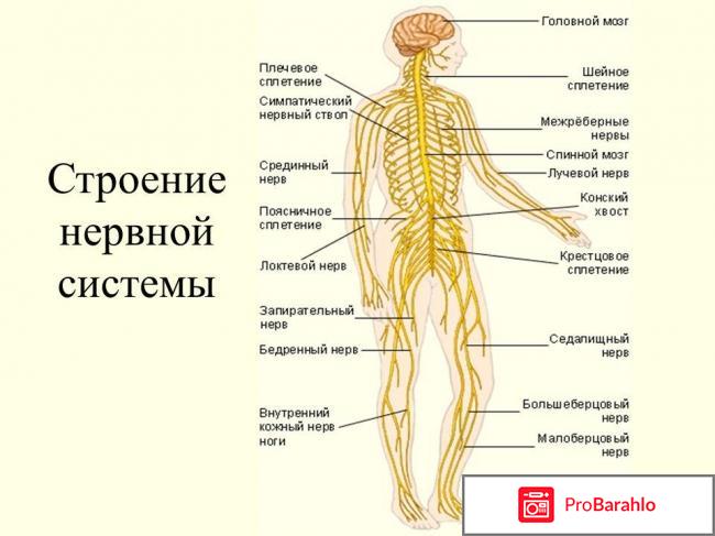Нервная система человека обман