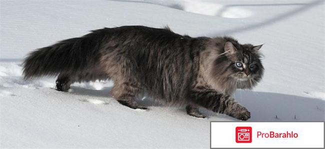 Сибирский кот фото отрицательные отзывы