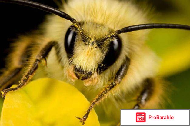 Отзывы пчелиный подмор обман