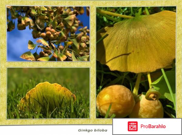 Гинкоум аналоги фото